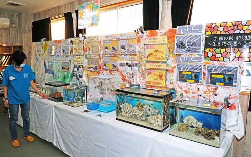 さまざまな色に関する生物を並べた特別展（和歌山県すさみ町江住で）