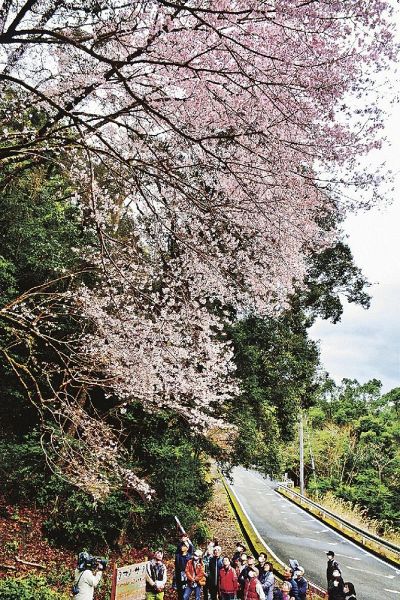 満開になったクマノザクラのタイプ木（和歌山県古座川町池野山で）