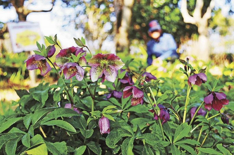 控えめに花を咲かせるクリスマスローズ（和歌山県田辺市たきない町の新庄総合公園で）