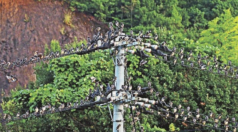 夕方、ぎっしりと電線に止まったムクドリの群れ（和歌山県田辺市下三栖で）