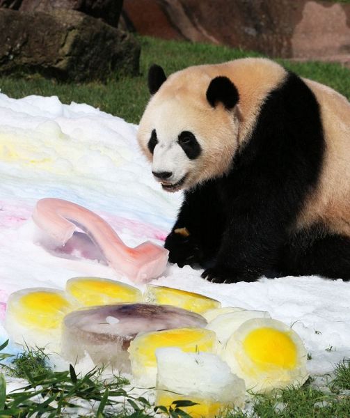 ２歳の誕生日プレゼントに興味を示す彩浜（14日、和歌山県白浜町のアドベンチャーワールドで）