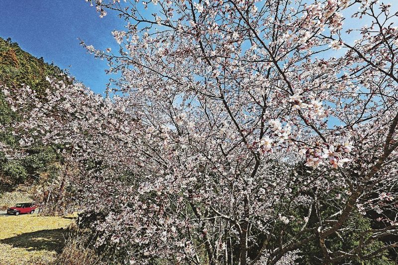 見頃を迎えた休憩所のクマノザクラ（９日、和歌山県田辺市中辺路町水上で）