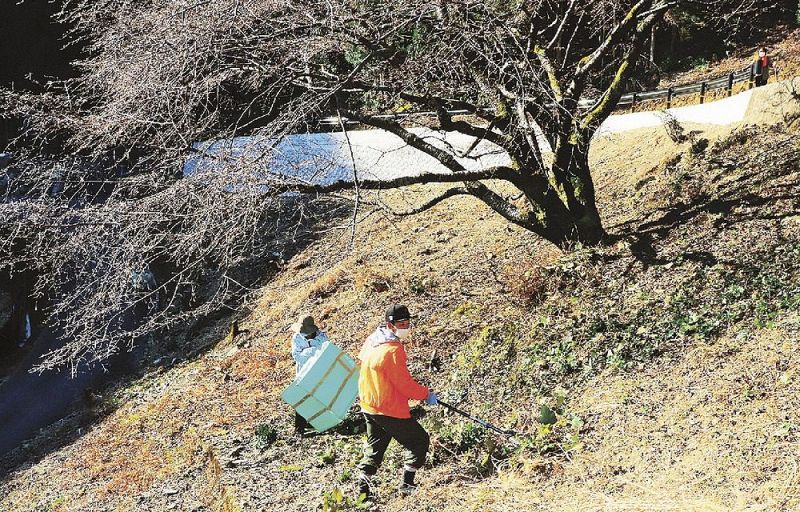 クマノザクラの下草を刈る町観光協会の関係者（２３日、和歌山県古座川町峯で）