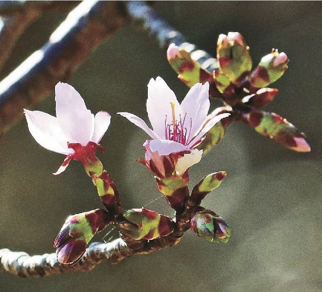 ピンク色の花を咲かせ始めたクマノザクラ