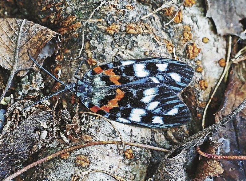 日置川沿いの農地で見つかったツマニシキ（和歌山県白浜町口ケ谷で）