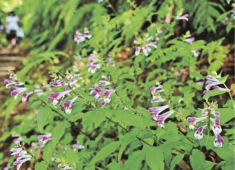 シコクママコナ