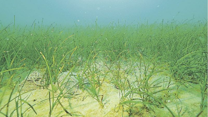 新庄海域のアマモ場（ヒロメラボ提供）