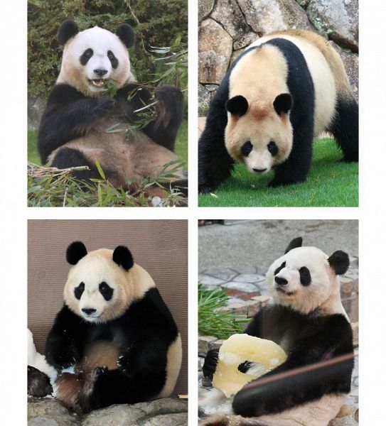 左上から結浜（２０２３年１２月）、良浜（２０２２年３月）、左下から楓浜（２０２４年２月）、彩浜（２０２４年８月）