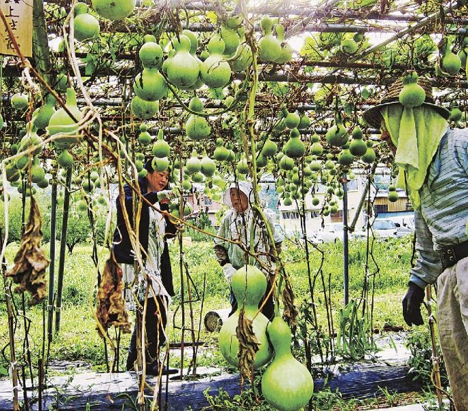 ヒョウタンを収穫する岡老人クラブの会員ら（１９日、和歌山県上富田町岡で）