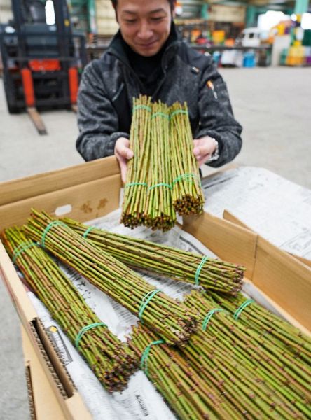 正月飾り用にＪＡ紀州で荷受けし、出荷する「ズバイ」と呼ぶ梅の剪定枝（和歌山県みなべ町気佐藤で）
