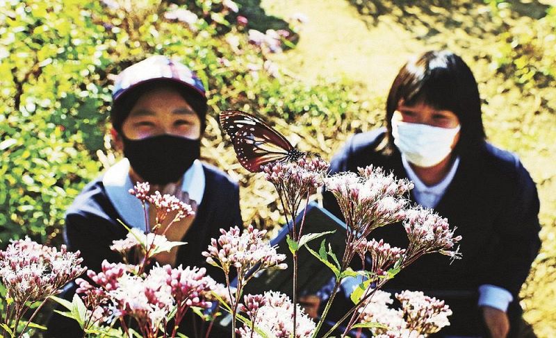 蜜を吸うアサギマダラ（２０日、和歌山県上富田町市ノ瀬で）