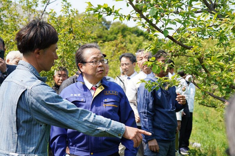 農家の説明を聞き、ひょうで傷が付いた梅の実を見る世耕弘成衆院議員（手前左から２人目）＝１６日、和歌山県みなべ町山内で