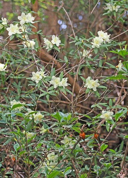 山の斜面で開花したヒカゲツツジ（和歌山県田辺市上秋津で）