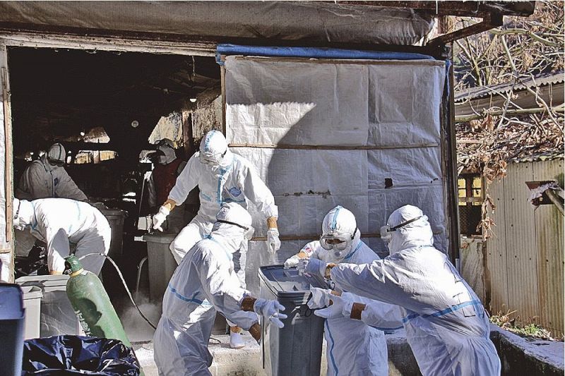 鳥インフルエンザが確認された養鶏場で、鶏の殺処分作業をする県職員ら（１０日、和歌山県紀の川市で）＝県提供