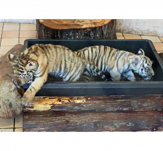 プールで遊ぶアムールトラの赤ちゃん（２２日、和歌山県白浜町で）