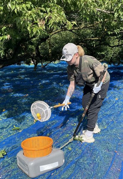 網を使って梅拾いをするベルギー出身のアマヒリスさん