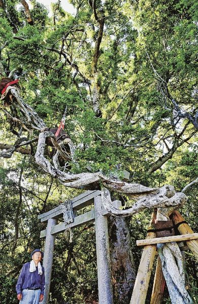 鳥居そばの「オカフジ」。垂れ下がったことから、ロープでつられ、支柱が設置された（和歌山県上富田町岡で）