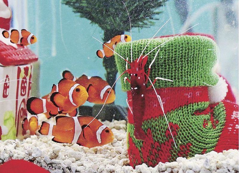 クリスマスの雰囲気を演出した水槽内を動くシロボシアカモエビとカクレクマノミ（和歌山県すさみ町江住で）
