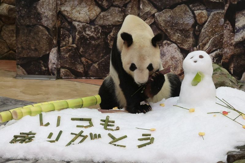 リンゴをあしらったブーケを食べる永明（19日、和歌山県白浜町のアドベンチャーワールドで）