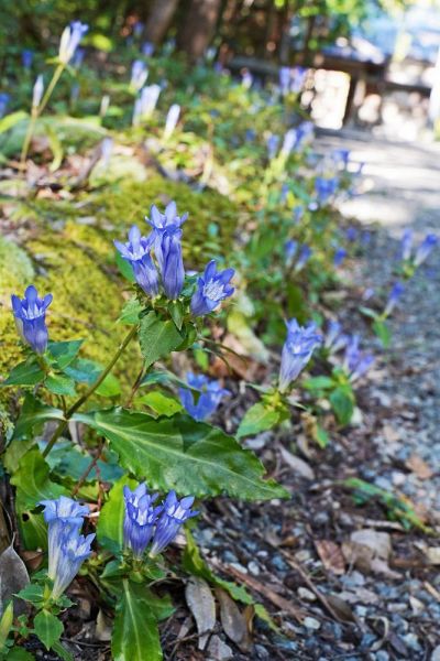 清川天宝神社の参道を彩るアサマリンドウの花（２７日、和歌山県みなべ町清川で）