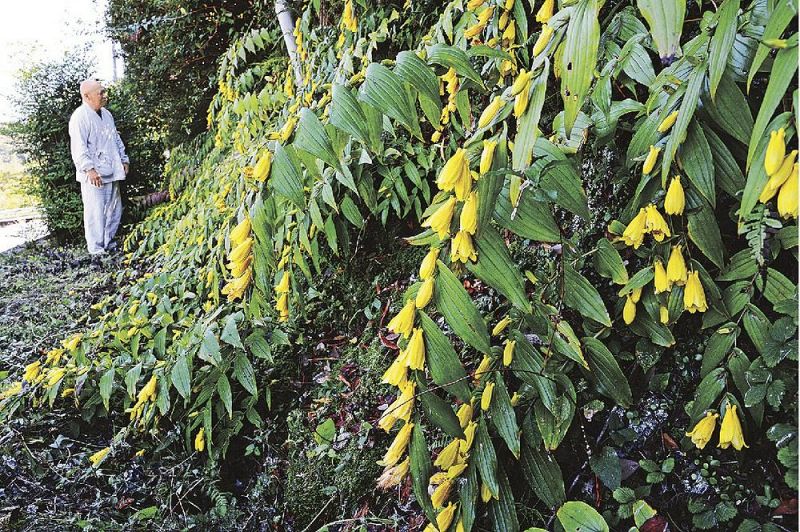 見頃を迎えたキイジョウロウホトトギス（６日、和歌山県みなべ町清川で）