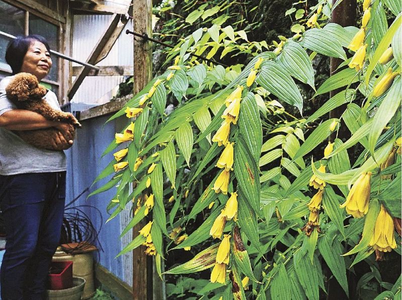 黄色い花を咲かせたキイジョウロウホトトギス（和歌山県田辺市龍神村殿原で）