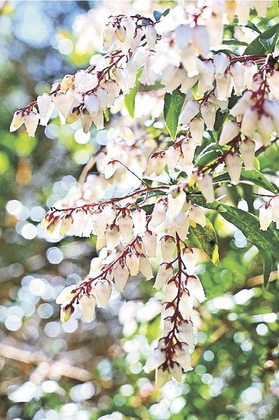 熊野古道の迂回路沿いでかわいらしい花を咲かせているアセビ（和歌山県田辺市中辺路町で）