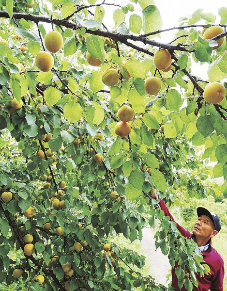 だいだい色に色づき、収穫時季を迎えた梅畑に植えているアンズの実（３日、和歌山県田辺市稲成町で）