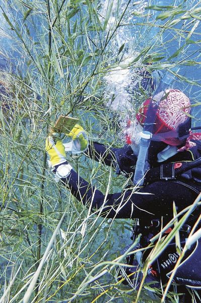 海中のササに短冊を取り付けるダイバー（和歌山県串本町潮岬沖で）＝串本ダイビング事業組合提供
