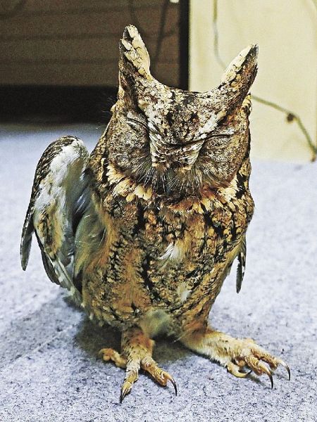 保護されて元気を回復したオオコノハズク（２日、和歌山県田辺市で）
