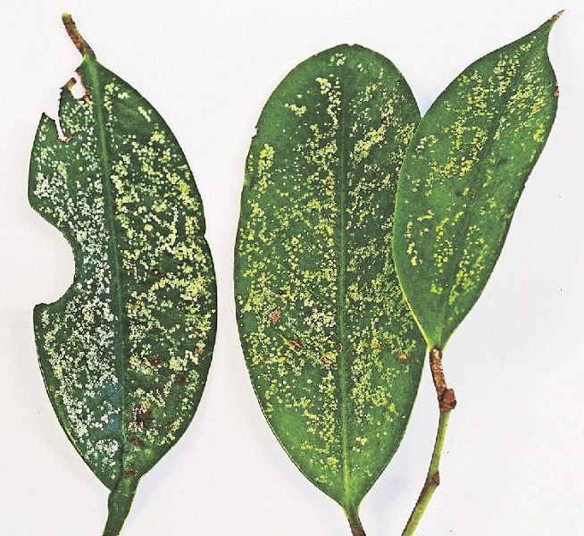 被害に遭ったサカキの葉