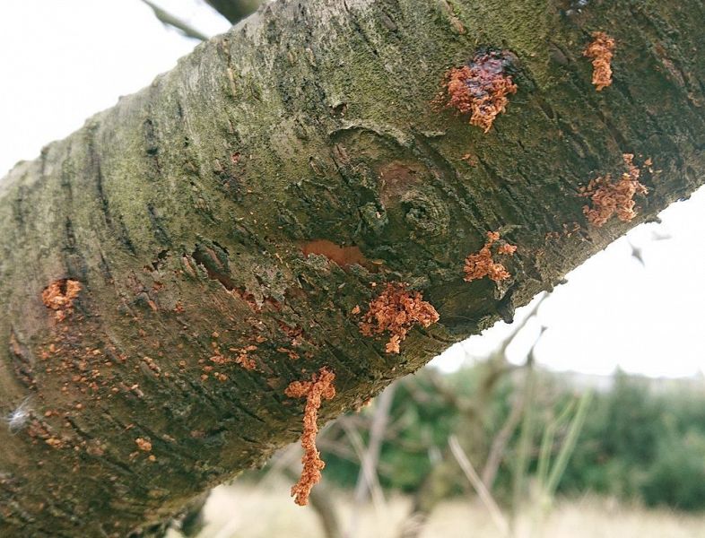 モモの枝のミンチ状フラス（和歌山県提供）