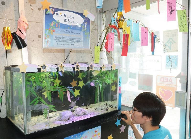 「星」に縁のある生き物５種類が展示されている（和歌山県すさみ町江住で）