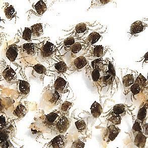 モクズガニの稚ガニ