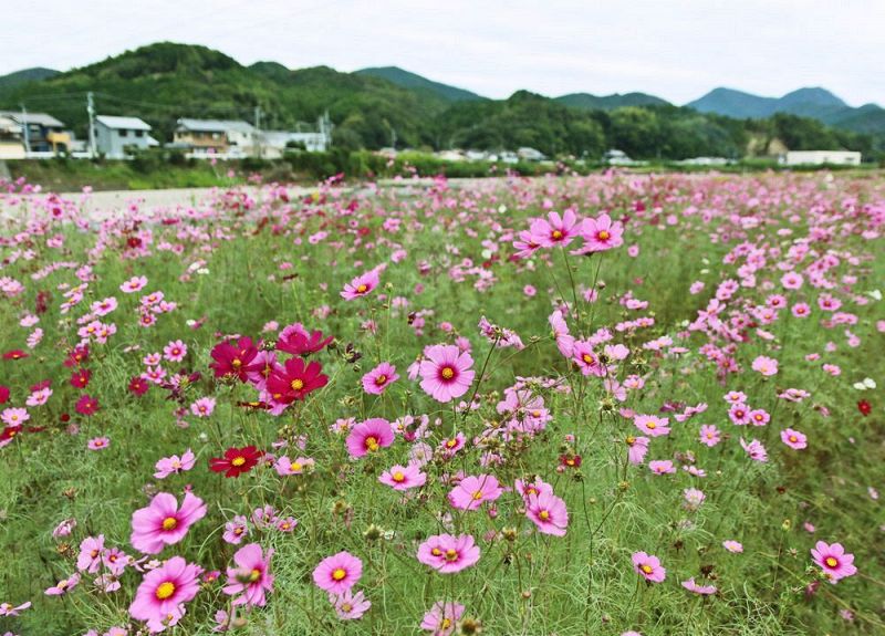 見頃を迎えているコスモス（18日、和歌山県上富田町市ノ瀬で）