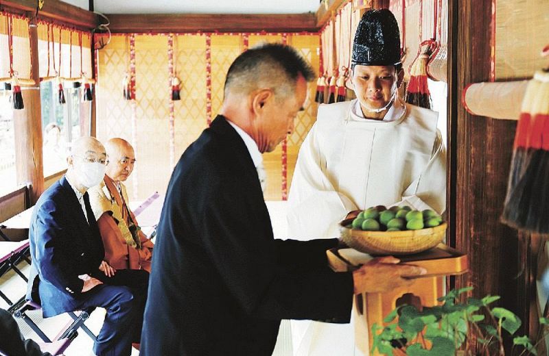 青梅を奉納する紀州梅の会梅干部会の濱田洋部会長（６日、京都市の下鴨神社で）＝紀州梅の会提供