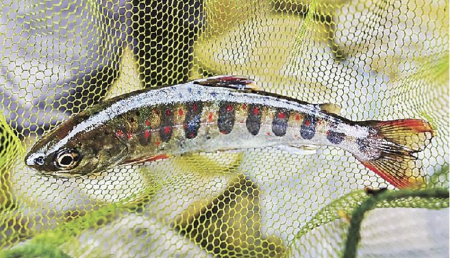 釣り上げられた美しい姿のアマゴ