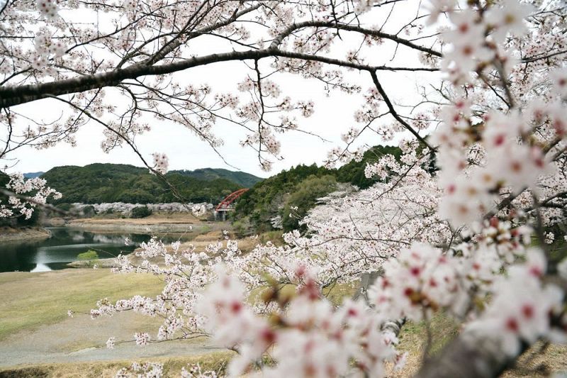 見頃を迎えている七川ダム湖畔のソメイヨシノ（２日、和歌山県古座川町佐田で）
