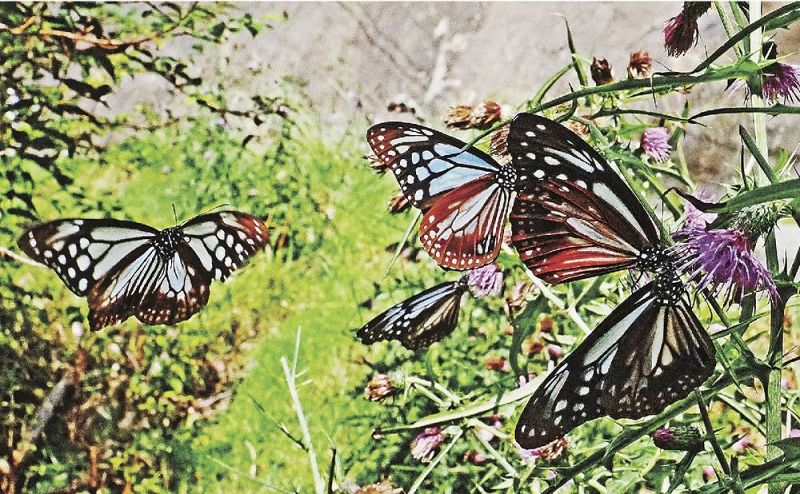 アザミで吸蜜するアサギマダラの群れ（７日、和歌山県田辺市龍神村で）