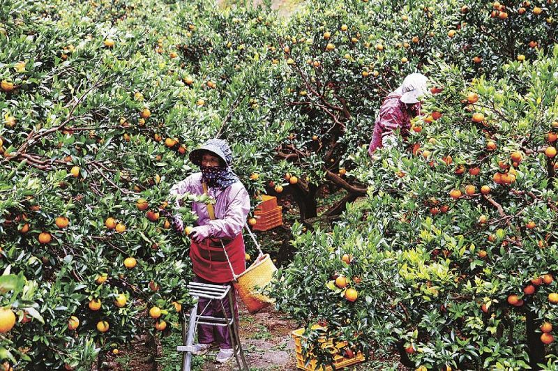重畳山で始まったポンカンの収穫作業（和歌山県串本町で）
