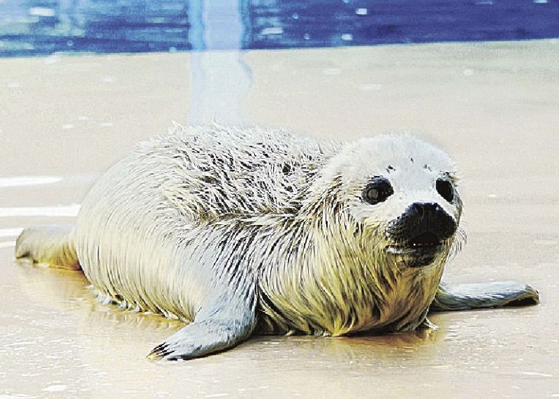 公開が始まったゴマフアザラシの赤ちゃん（アドベンチャーワールド提供）