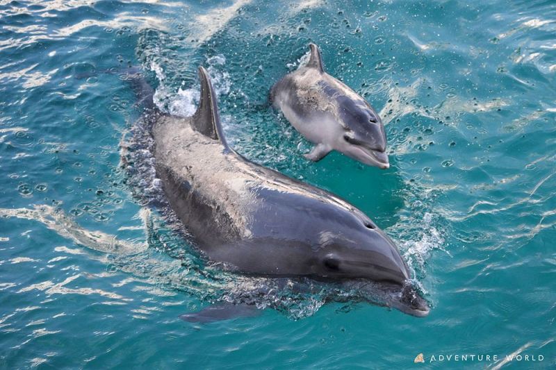 バンドウイルカの赤ちゃん（右）と母親＝１２月３日撮影、アドベンチャーワールド提供
