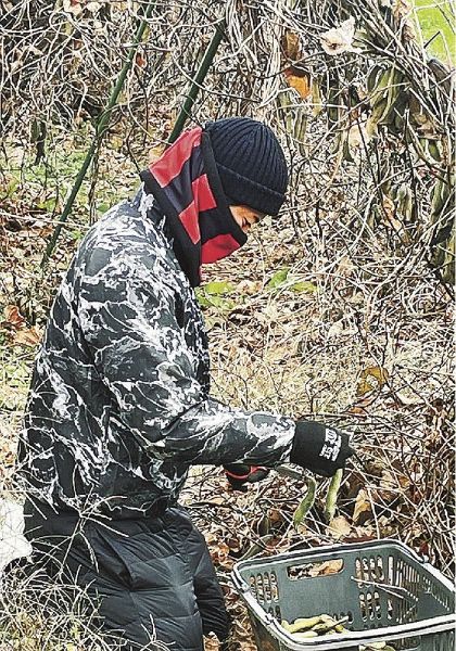 ムクナ豆を収穫する和歌山トライアンズの選手（和歌山県紀の川市で）＝和歌山トライアンズ提供