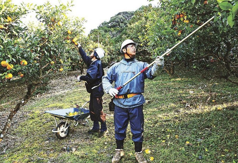 ユズを収穫するチーム転楽のメンバー（和歌山県古座川町楠で）