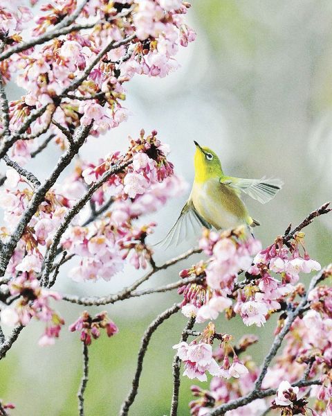 見頃が近づいてきた高山寺境内にある早咲きのサクラと蜜を求めて飛び回るメジロ（１３日、和歌山県田辺市稲成町で）