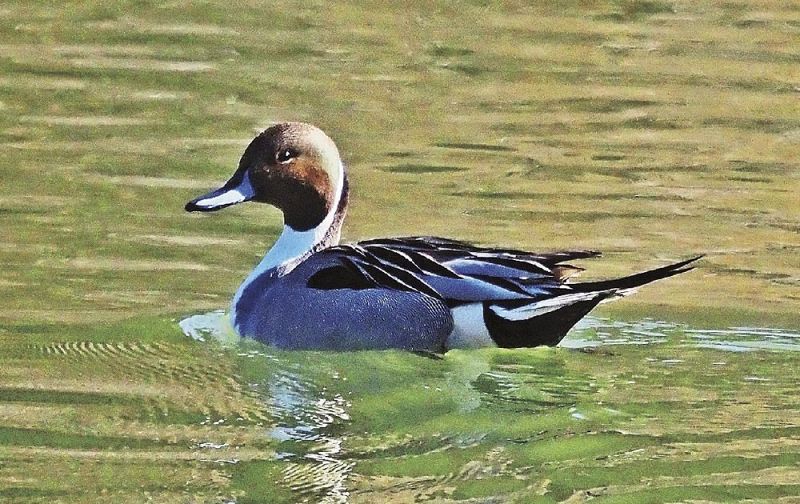 岩口池に飛来したオナガガモの雄（田辺市稲成町で）