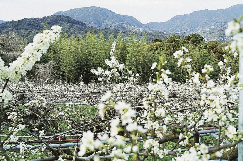 畑を白く染めるスモモの花（和歌山県田辺市下三栖で）
