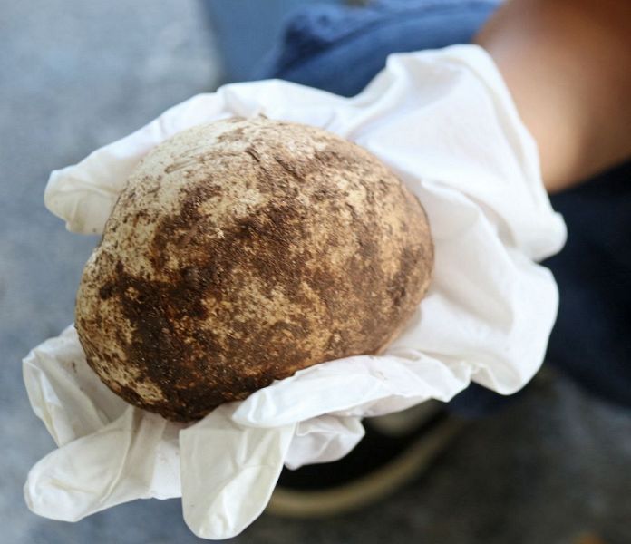 和歌山県田辺市九川の山林で見つかったオニフスベの幼菌

