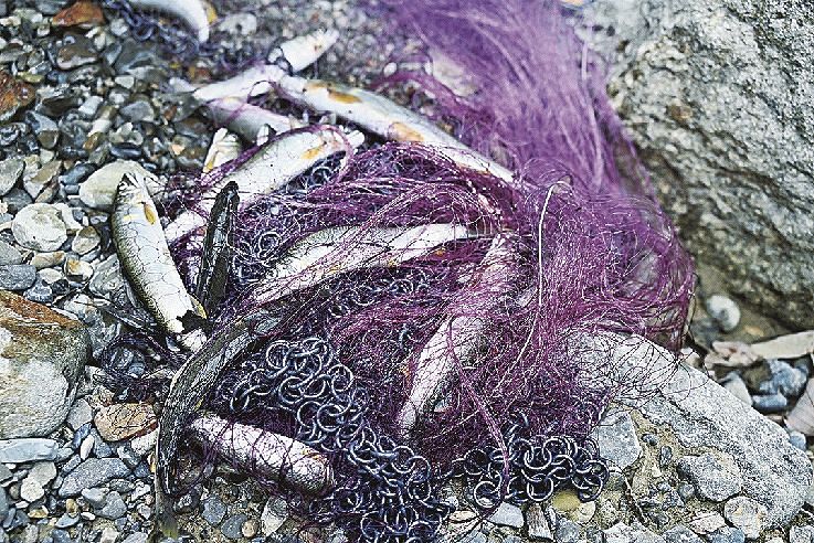 網にかかったアユ