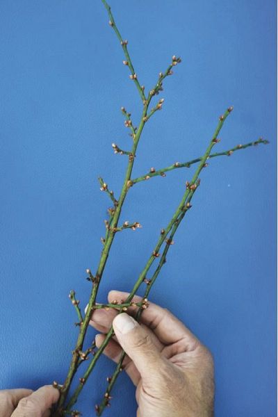 調査のために集めたつぼみのついた小枝